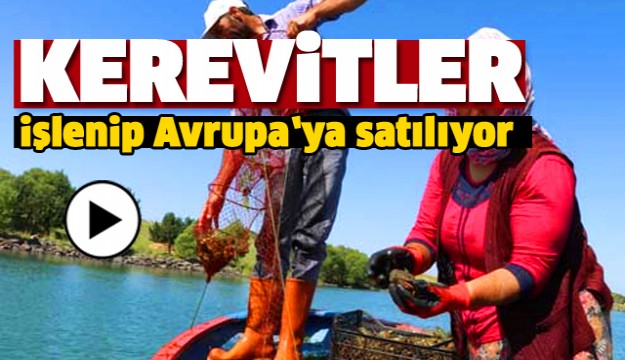 KEREVİTLER ISPARTA'DA İŞLENİP AVRUPA'YA SATILIYOR