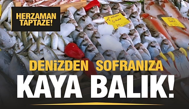 Taze ve Leziz Balıklarınızı Kaya Balık'tan Alın!