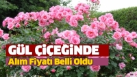 Isparta'da Gül Çiçeği Alım Fiyatı Belli Oldu