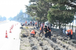 Isparta, Gülün Yanı Sıra Lavanta ile Renkleniyor!